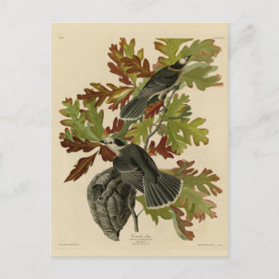 Cartão Postal Canada Jay (Cinza Jay) - Audubon's Birds of Americ