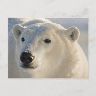 Cartão Postal Canadá, Manitoba, Baía de Hudson Urso Polar