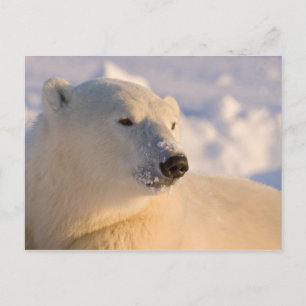 Cartão Postal Canadá, Manitoba, Baía de Hudson Urso Polar