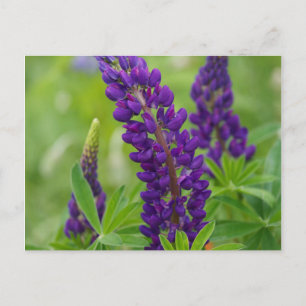 Cartão Postal Canada, New Brunswick, .