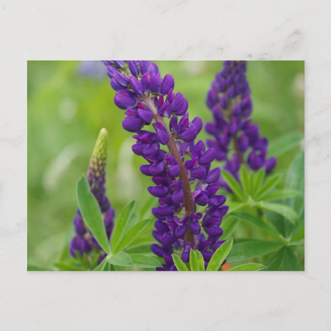 Cartão Postal Canadá, New Brunswick. (Frente)