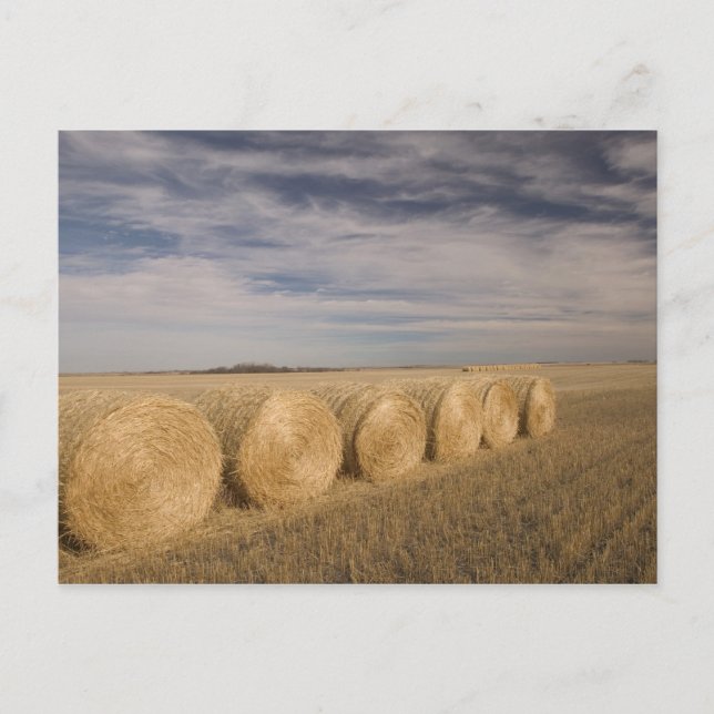 Cartão Postal Canadá, Saskatchewan, Craik: Fardos de feno / Outo (Frente)