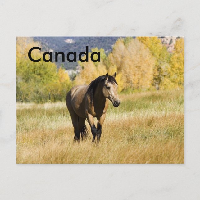 Cartão postal canadense (Frente)