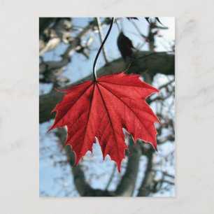 Cartão Postal Canadense Maple Leaf