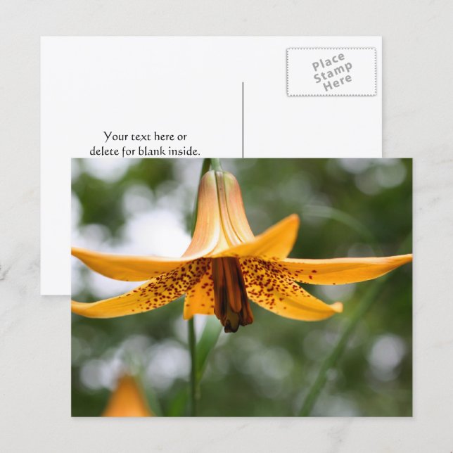 Cartão Postal Canadian Lily Flower Photography Personalized (Frente/Verso)