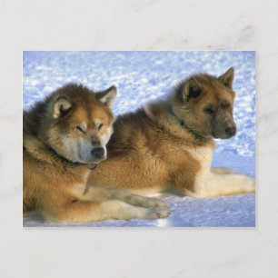 Cartão Postal Canadiano - Eskimo Sled Sled