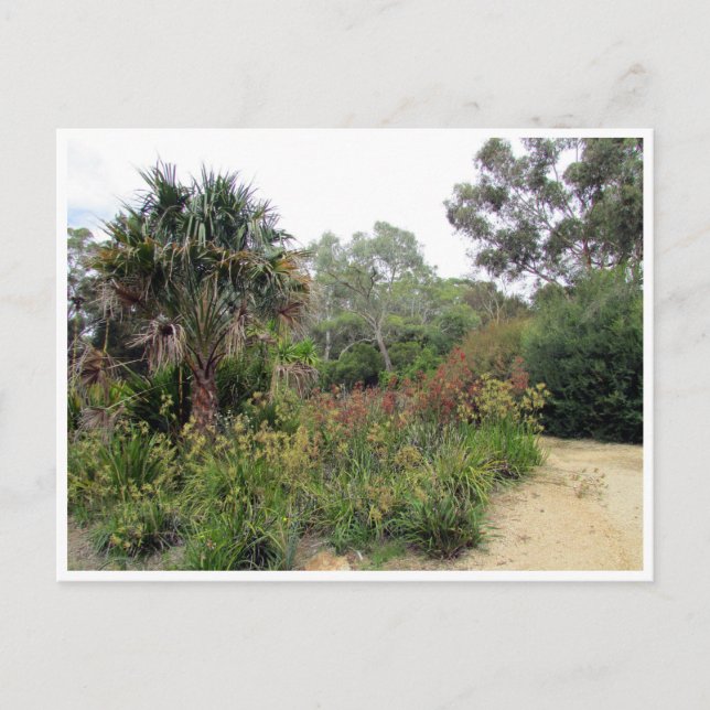 Cartão Postal canberra botânica (Frente)