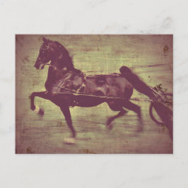 Cartão Postal Canção Saddlebred