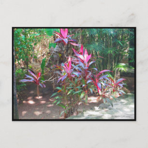 CARTÃO POSTAL CANCUN 17 POSTCARD