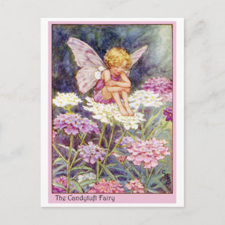 Cartão Postal Candytuft Fairy