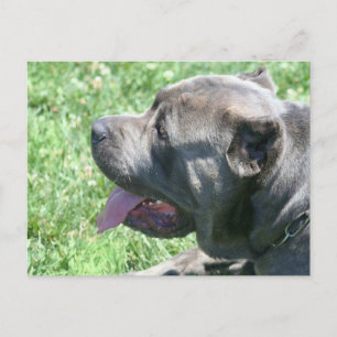 cartão postal Cane Corso