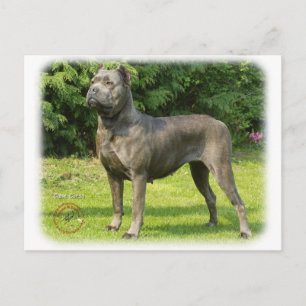 Cartão Postal Cane Corso 8R056D-05