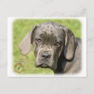 Cartão Postal Cane Corso Puppy 8R062D-25
