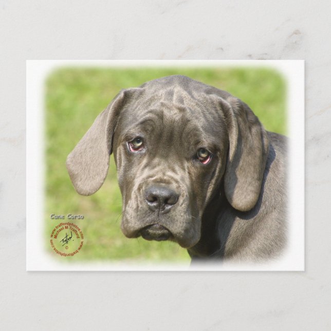 Cartão Postal Cane Corso Puppy 8R062D-25 (Frente)