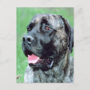 Cartão Postal Canela de Cães