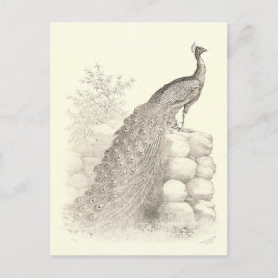 Cartão Postal Caneta e Desenho de Tinta da Peacock