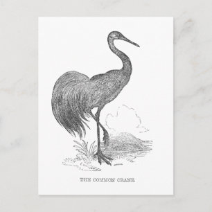 Cartão Postal Caneta e desenho de tinta das aves da grua-vidrada