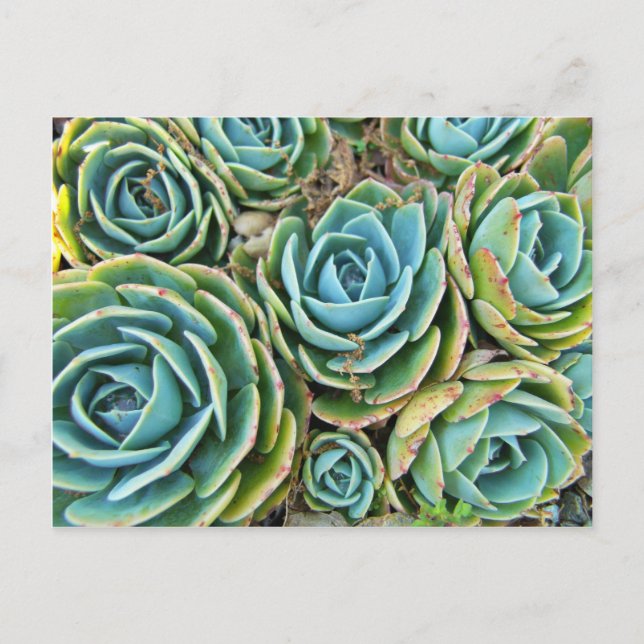 Cartão Postal Caneta e Pintinhos (Frente)