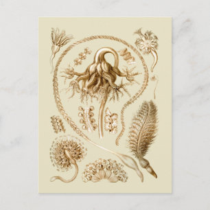 Cartão Postal Canetas marítimas