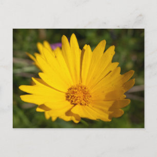 Cartão Postal Cânfora