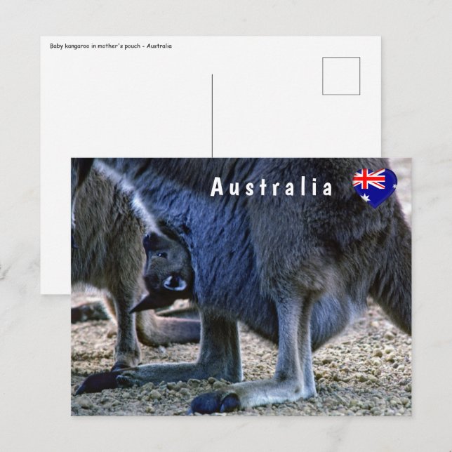 Cartão Postal Canguru bebê na bolsa da mãe - Austrália (Frente/Verso)