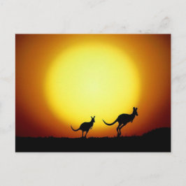 Cartão Postal Cangurus no interior australiano