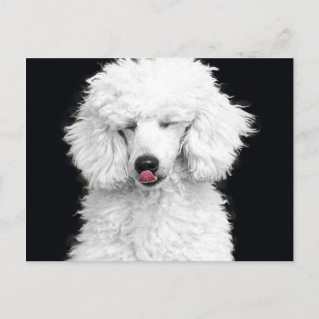 Cartão Postal Caniche branca parva (Frente)