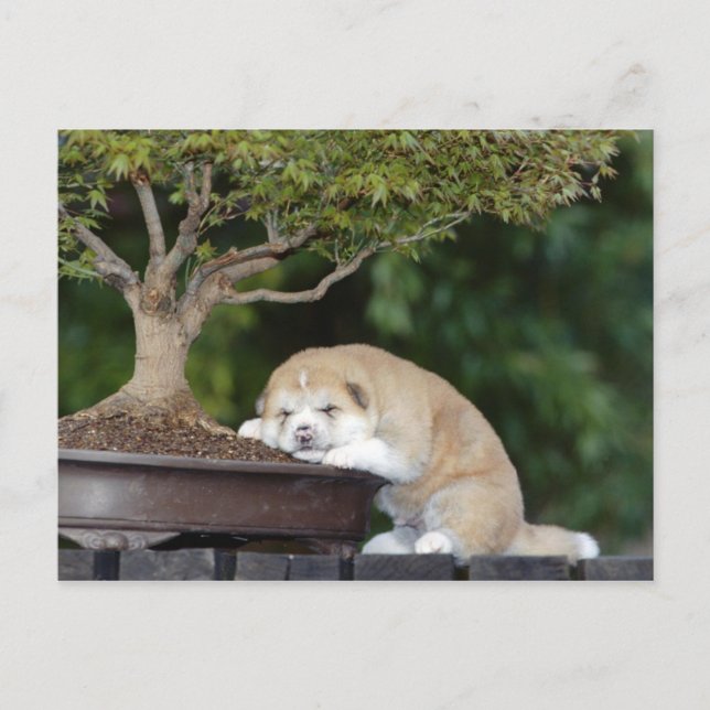 Cartão Postal Canina (Frente)