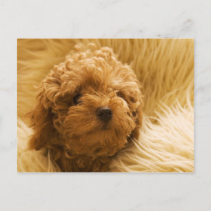 Cartão Postal Canina