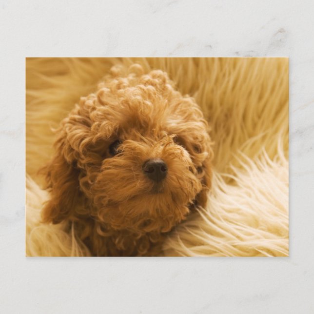 Cartão Postal Canina (Frente)