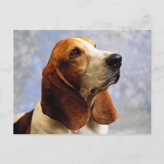 Cartão Postal Canina (Frente)