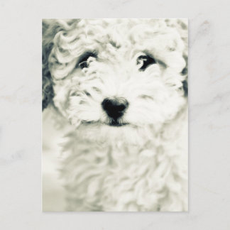 Cartão Postal Canina