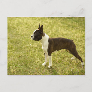 Cartão Postal Canina