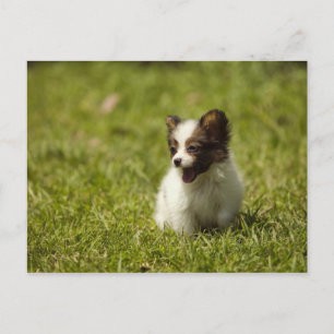 Cartão Postal Canina