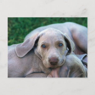 Cartão Postal Canina
