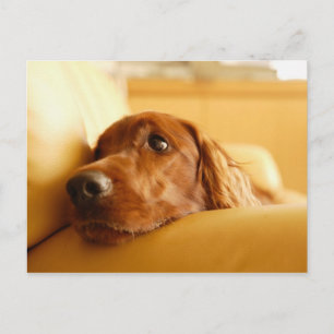 Cartão Postal Canina