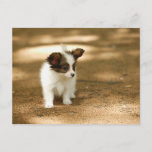 Cartão Postal Canina