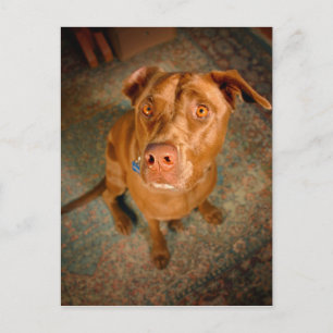 Cartão Postal Canino de Chocolate Ansioso