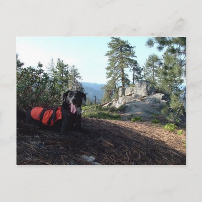 Cartão Postal Caninos da conservação de Haley do cão de (Frente)
