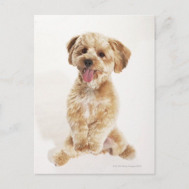 Cartão Postal Canis familiaris (Frente)