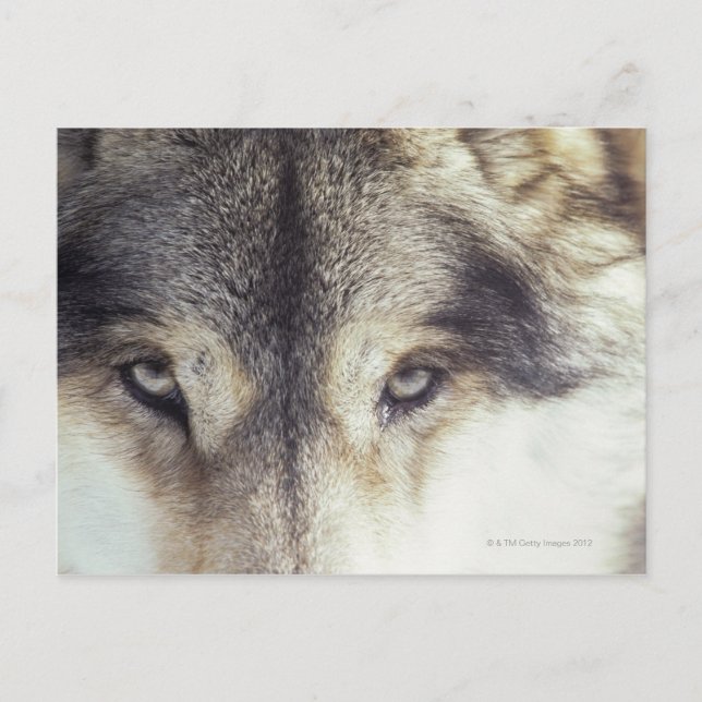 Cartão Postal Canis Lupus (Frente)