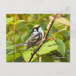 Cartão Postal Canivete de Warbler Lado-Castanho em uma Ramificaç