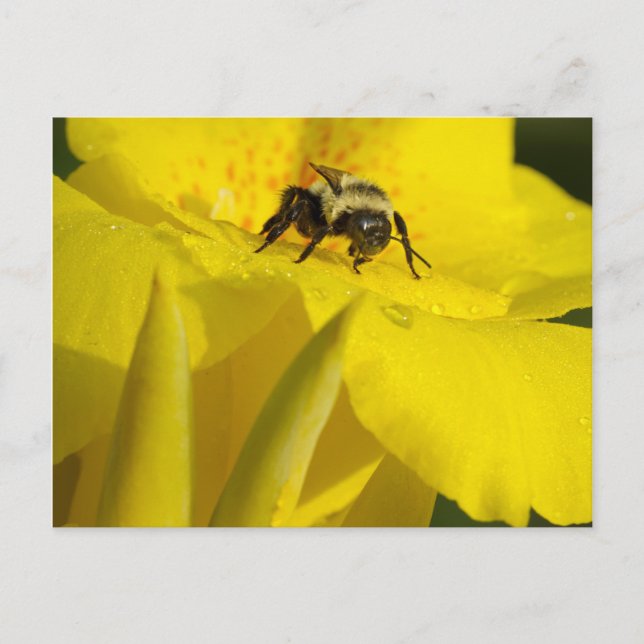 Cartão Postal Canna Lily com Bumble Bee (Frente)