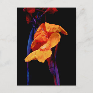 Cartão Postal Canna Lily em Preto com Azul
