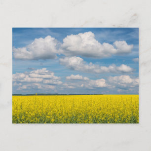 Cartão Postal Canola Field & Clouds