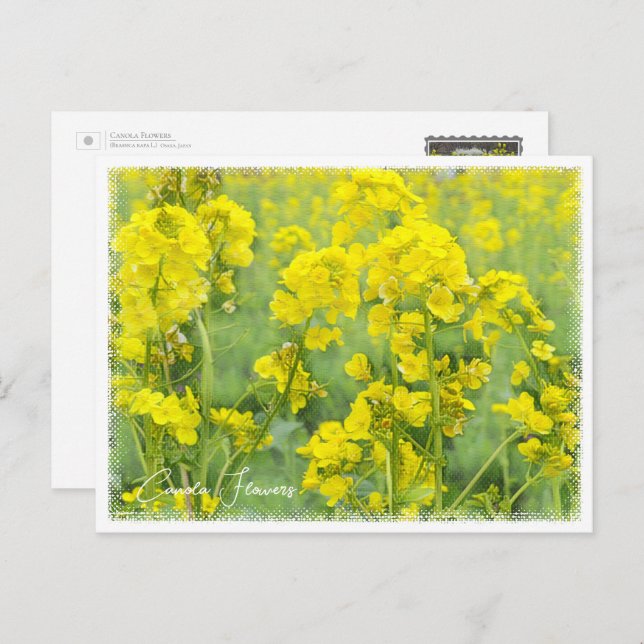 Cartão Postal Canola Flowers (Frente/Verso)