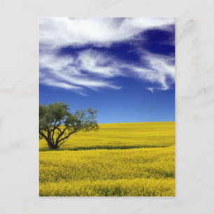 Cartão Postal Canola Sky, Saskatchewan, Canadá