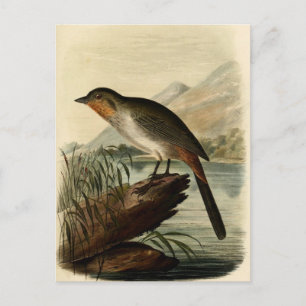 Cartão Postal Canon Finch