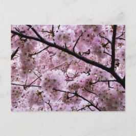 Cartão Postal Canopia de Flor Rosa-Cereja