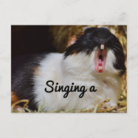 Cantando Guiné Pig